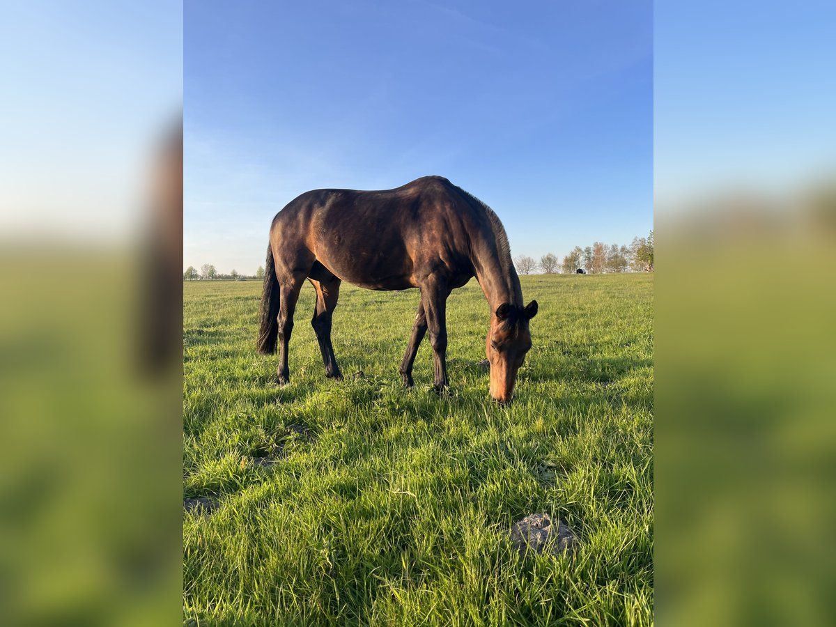 Deutsches Sportpferd Wallach 15 Jahre 168 cm Brauner in Gingst