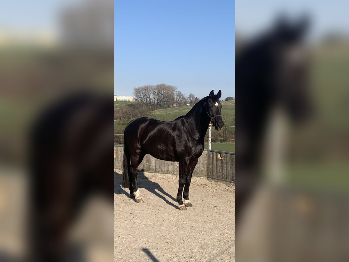 Deutsches Sportpferd Wallach 15 Jahre 170 cm Rappe in Aachen