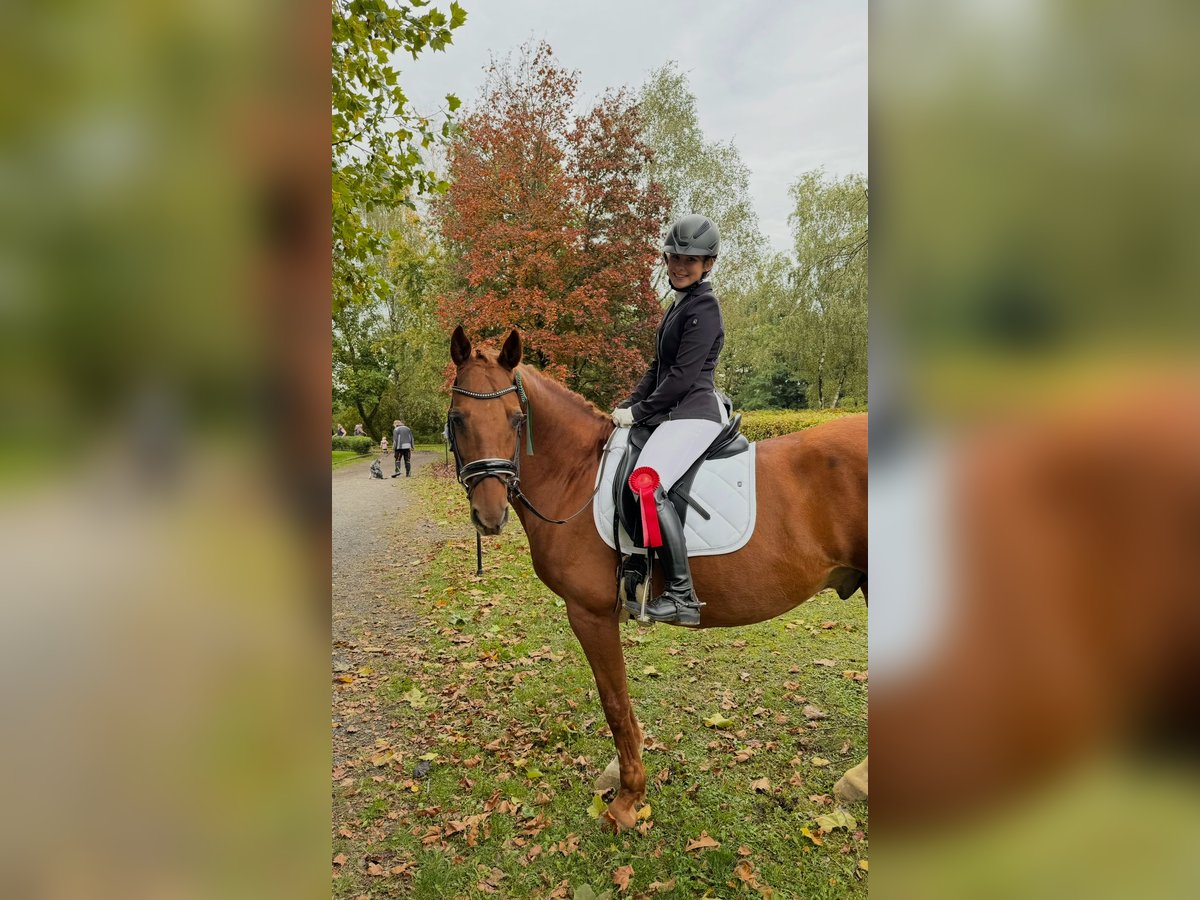 Deutsches Sportpferd Wallach 16 Jahre 164 cm Fuchs in Lonnig