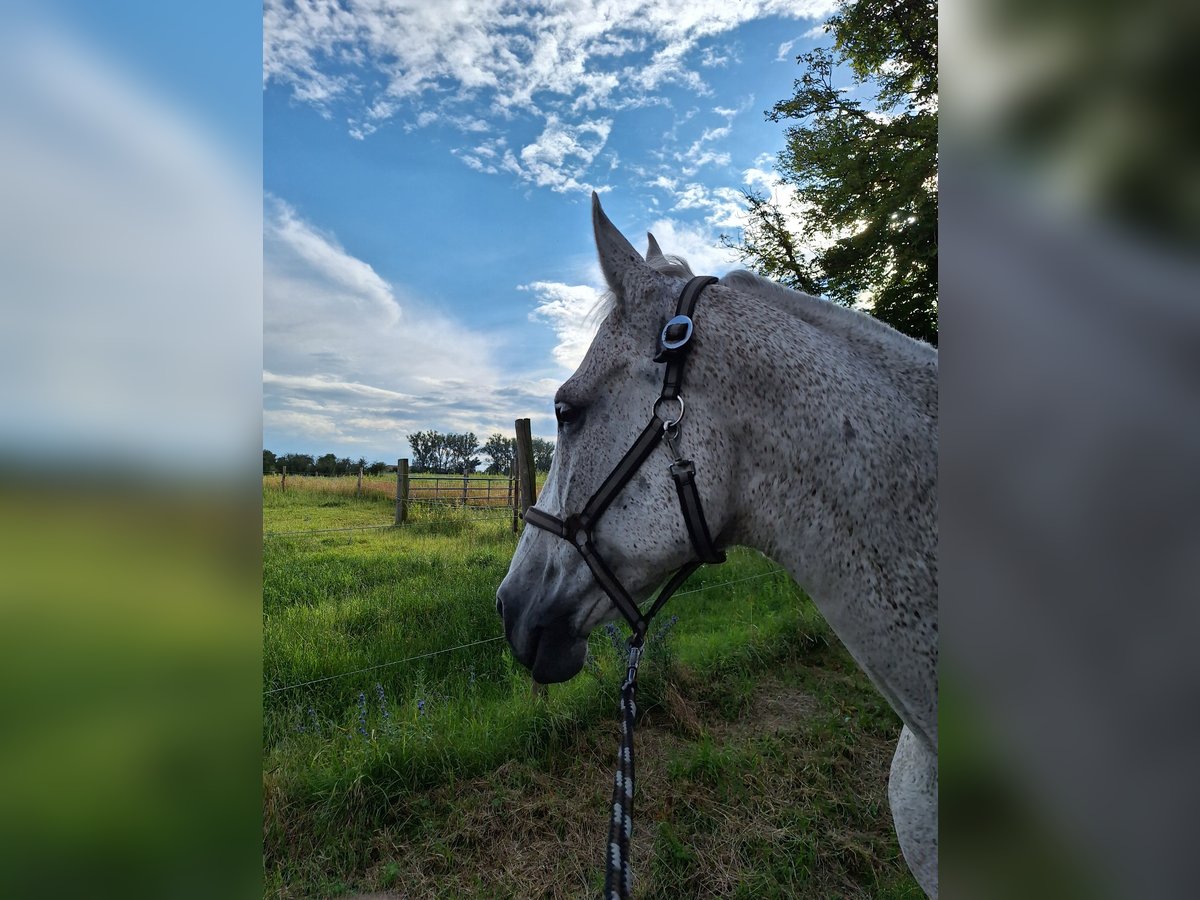 Deutsches Sportpferd Wallach 17 Jahre 170 cm Fliegenschimmel in G&#xFC;strow