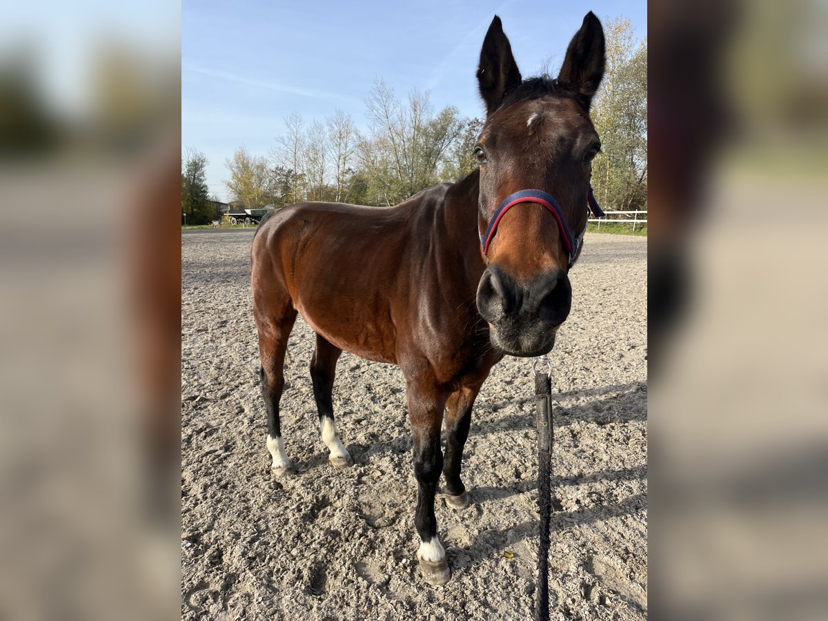 Deutsches Sportpferd Wallach 18 Jahre 167 cm Brauner in Holzkirchen
