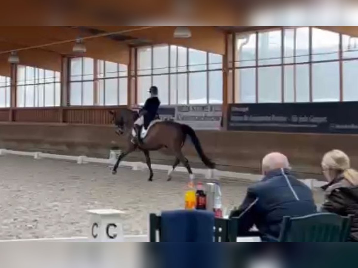 Deutsches Sportpferd Wallach 18 Jahre 172 cm Brauner in Neustadt Dosse