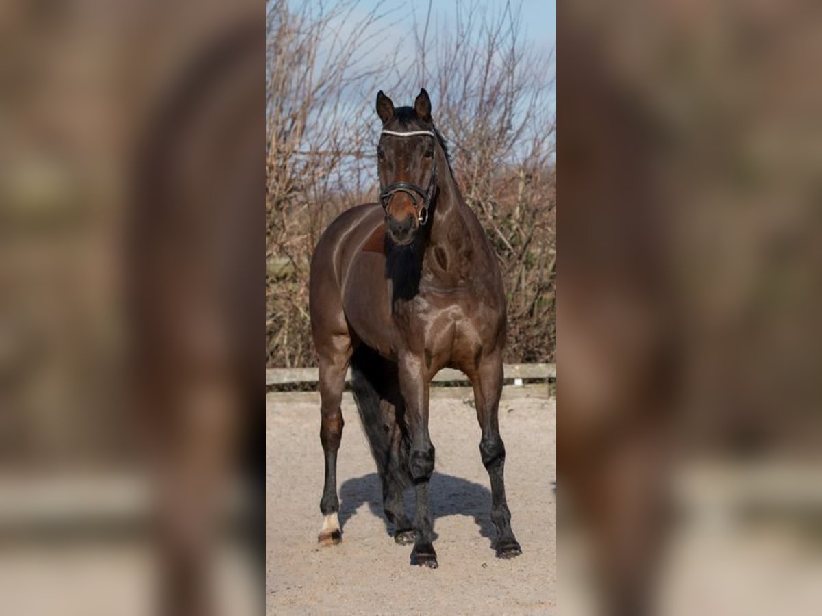 Deutsches Sportpferd Wallach 18 Jahre 178 cm Brauner in Elsdorf