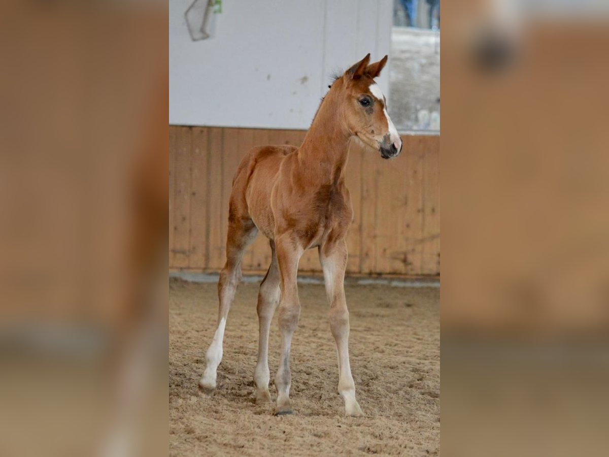 Deutsches Sportpferd Wallach 1 Jahr Brauner in Rhinow