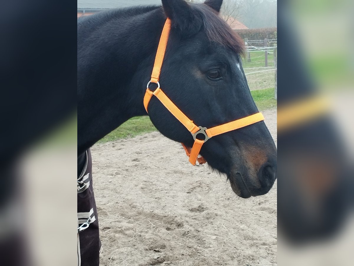 Deutsches Sportpferd Wallach 21 Jahre 165 cm Rappe in Perwenitz