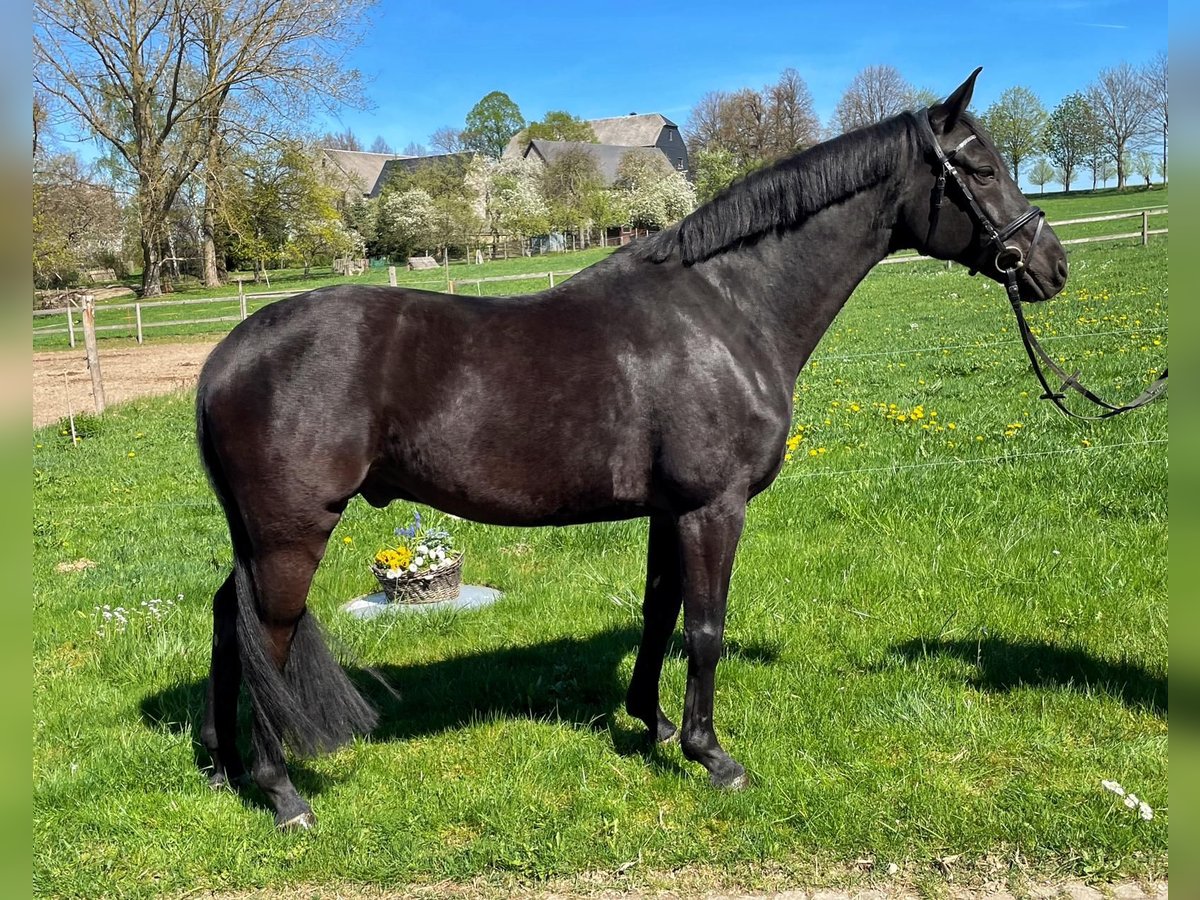Deutsches Sportpferd Wallach 22 Jahre 162 cm Rappe in Penig