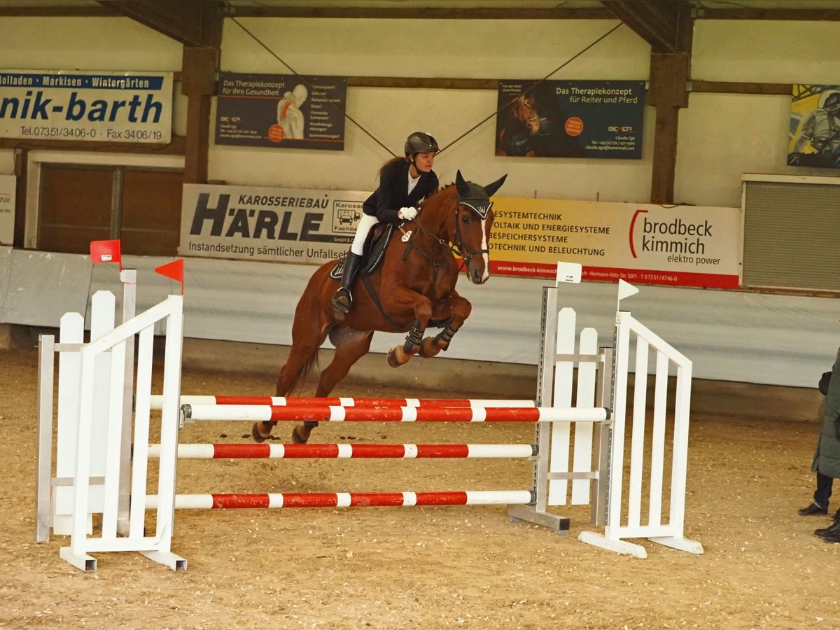 Deutsches Sportpferd Wallach 22 Jahre in Mietingen