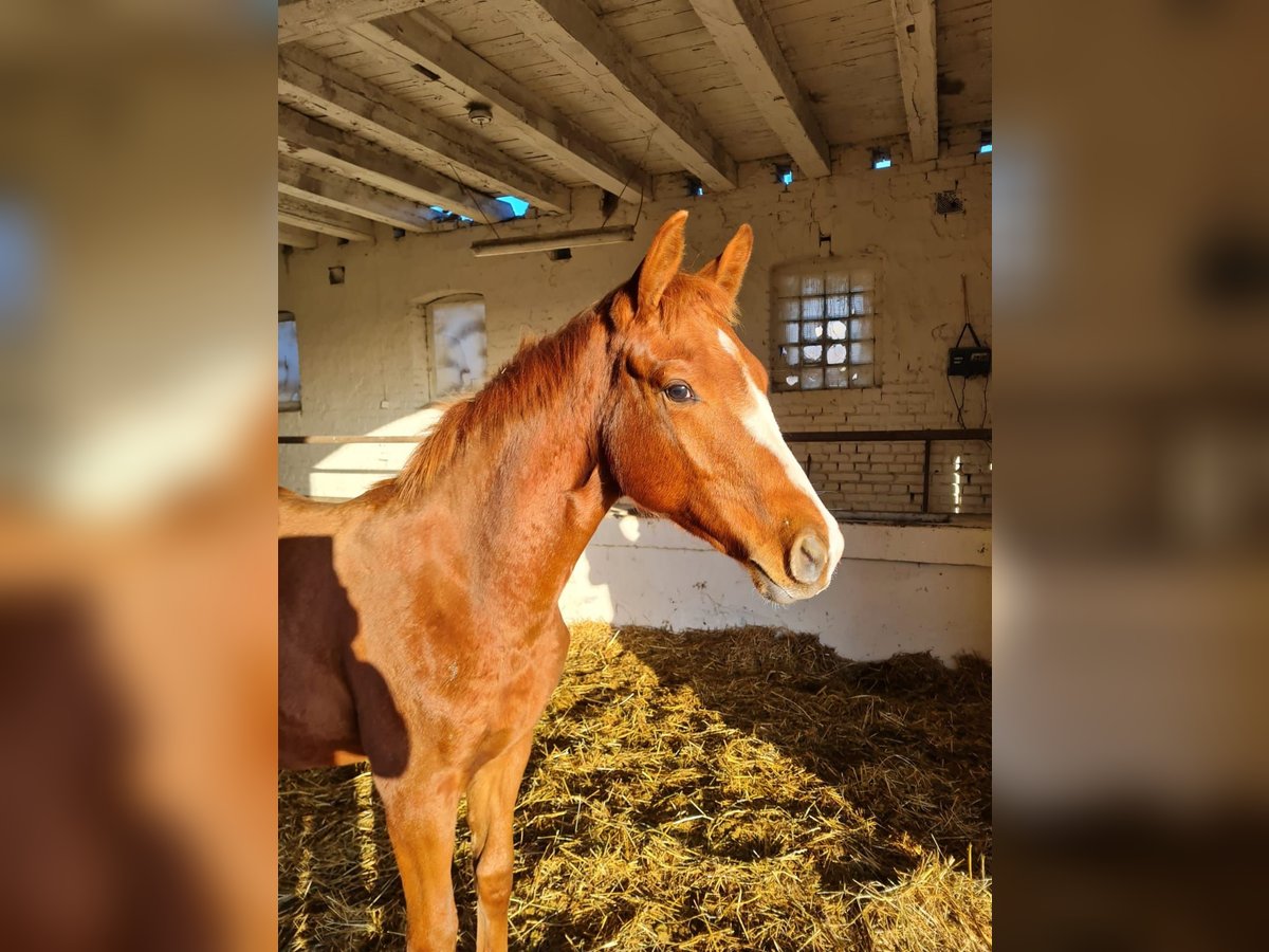 Deutsches Sportpferd Wallach 2 Jahre 150 cm Fuchs in Neuensund