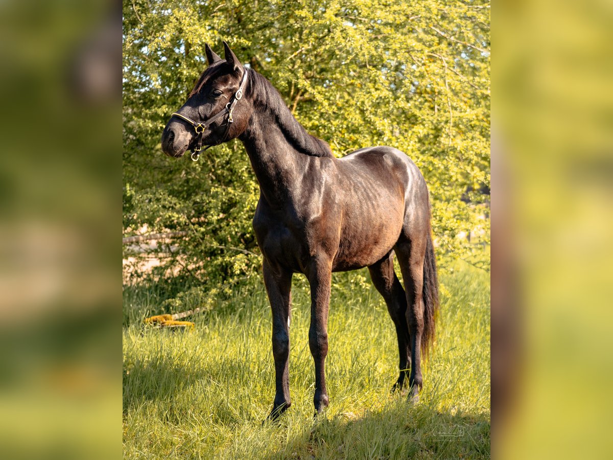 Deutsches Sportpferd Wallach 2 Jahre 155 cm Rappe in Bayreuth