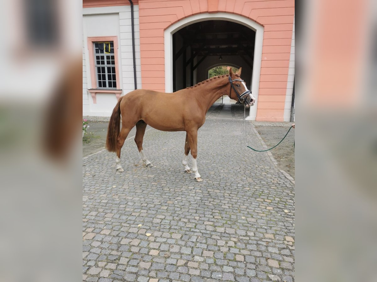 Deutsches Sportpferd Wallach 2 Jahre 157 cm Fuchs in Arzberg