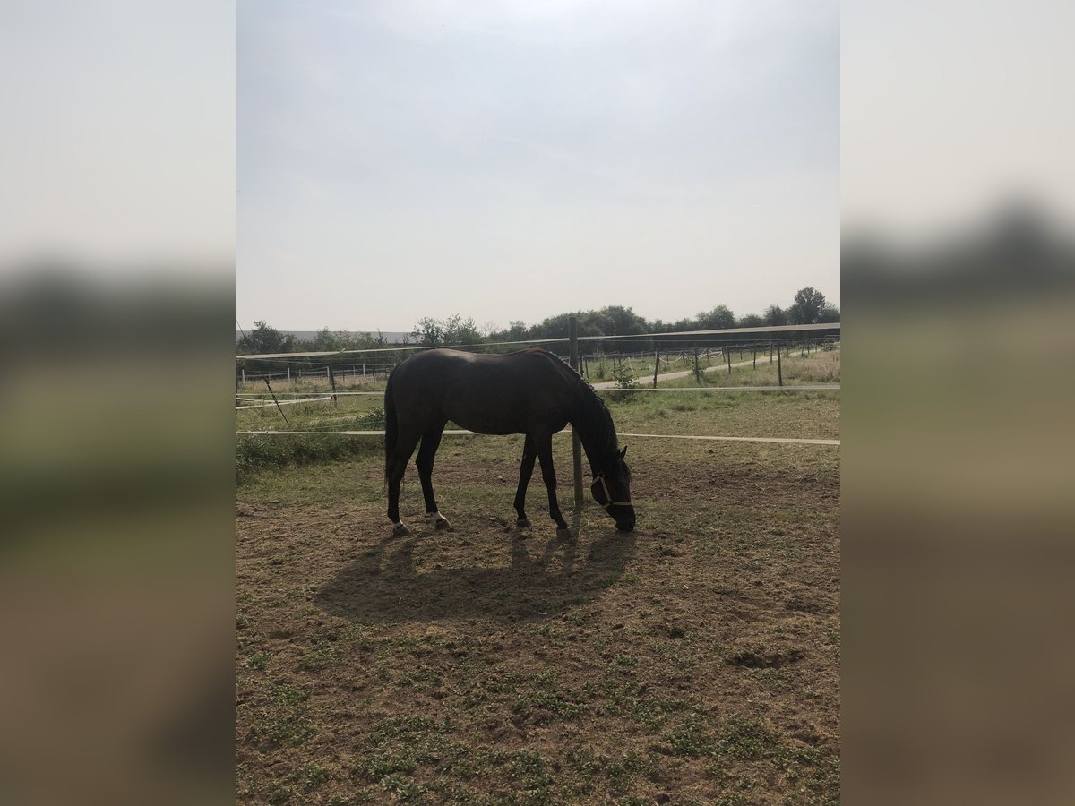 Deutsches Sportpferd Wallach 2 Jahre 162 cm Rappe in Edingen-Neckarhausen