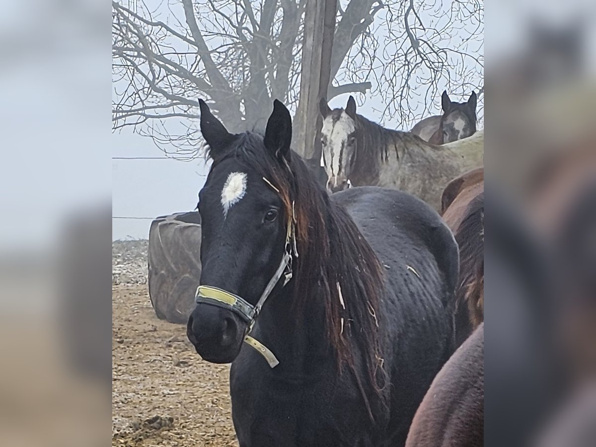 Deutsches Sportpferd Wallach 2 Jahre 164 cm Schwarzbrauner in Solnhofen