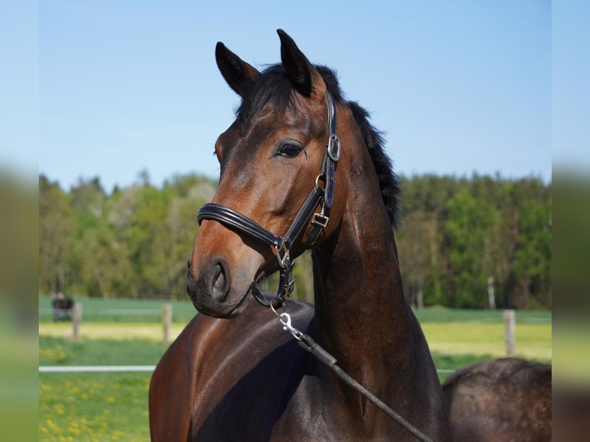 Deutsches Sportpferd Wallach 2 Jahre 169 cm Brauner in Herrnhut