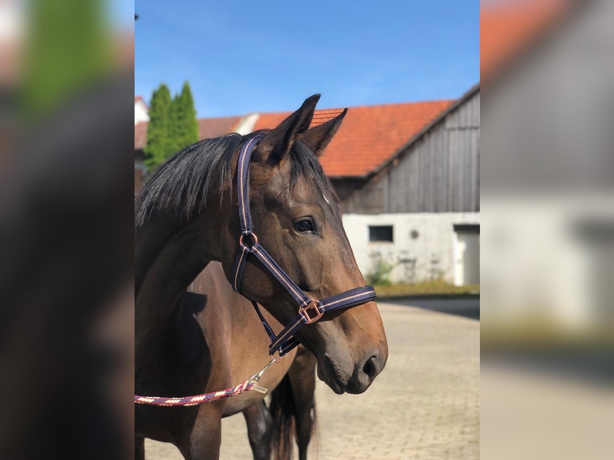 Deutsches Sportpferd Wallach 2 Jahre 173 cm Schwarzbrauner in Deining