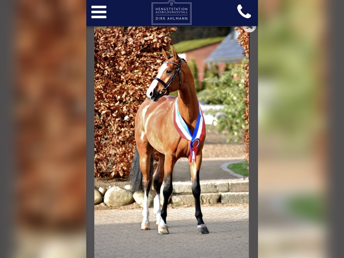 Deutsches Sportpferd Wallach 2 Jahre Brauner in Altenburg