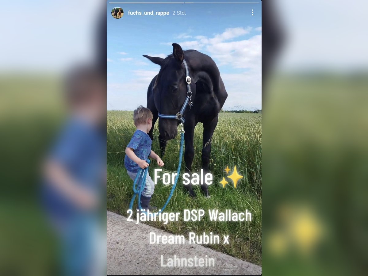 Deutsches Sportpferd Wallach 2 Jahre Rappe in Nemsdorf-G&#xF6;hrendorf