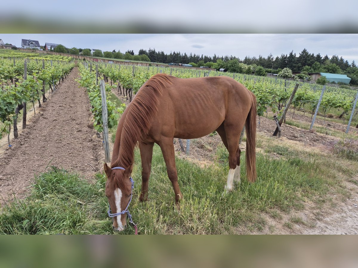 Deutsches Sportpferd Wallach 3 Jahre 158 cm Fuchs in Geisenheim