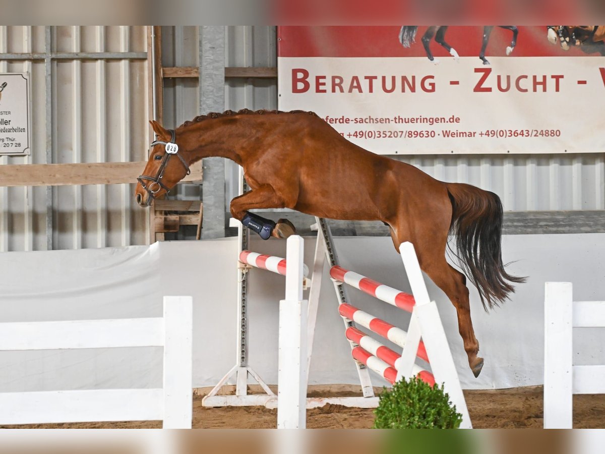 Deutsches Sportpferd Wallach 3 Jahre 159 cm Fuchs in Heideland bei Eisenberg