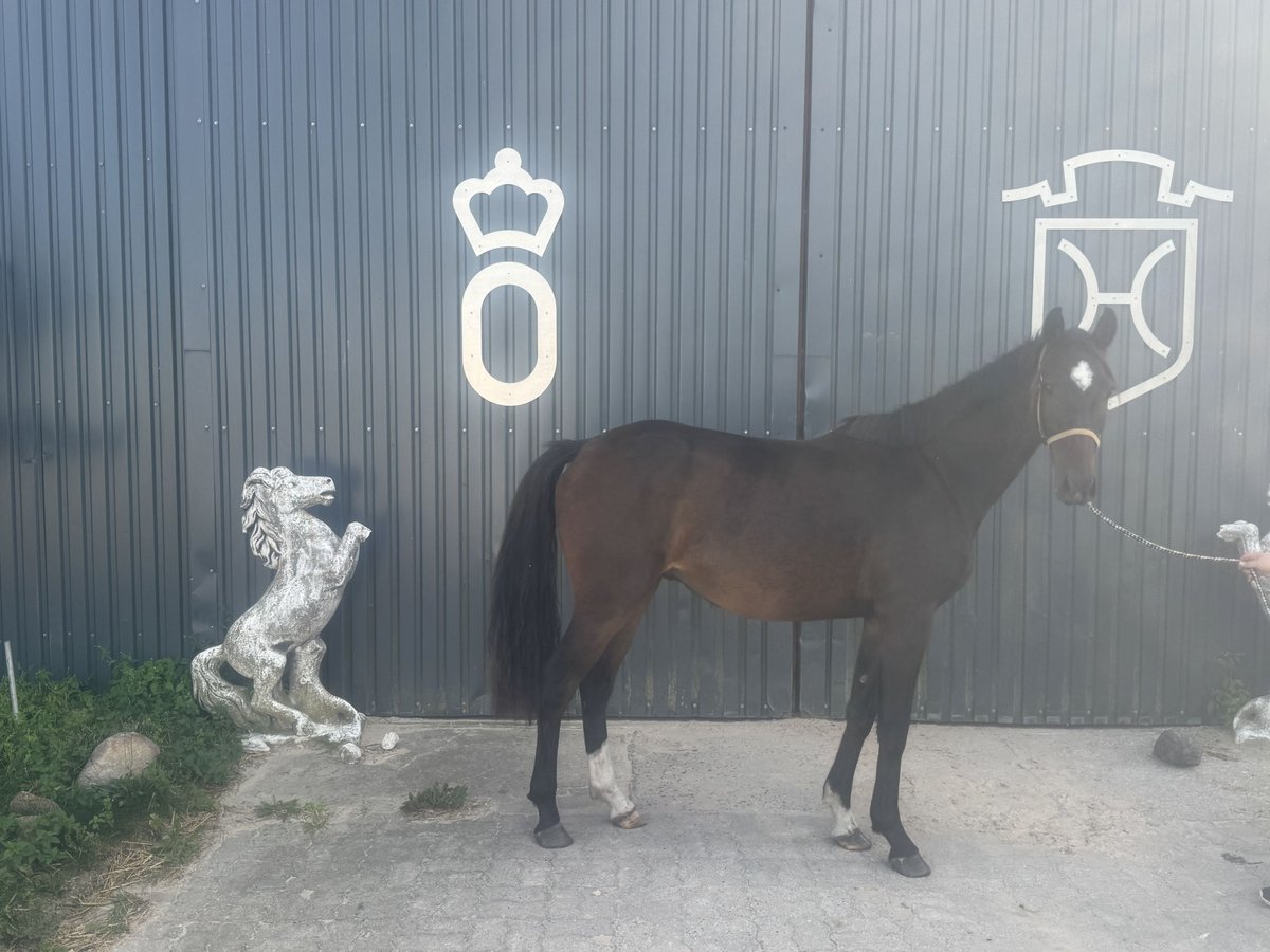 Deutsches Sportpferd, Wallach in Havelaue