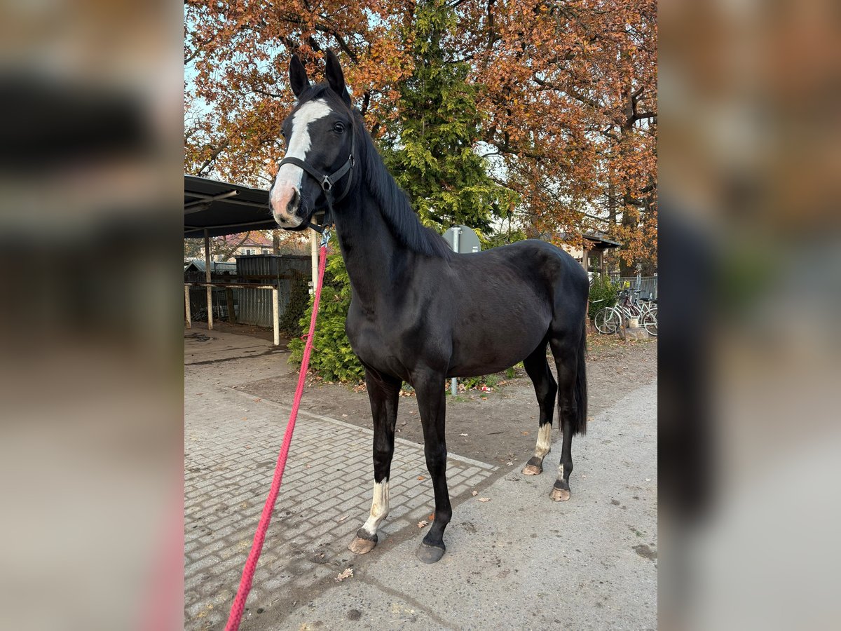 Deutsches Sportpferd Wallach 3 Jahre 160 cm Rappe in Hohenbocka
