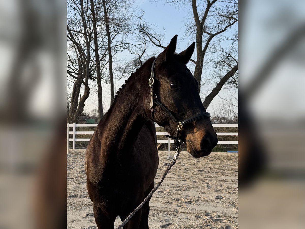 Deutsches Sportpferd Wallach 3 Jahre 164 cm Dunkelbrauner in Stadland