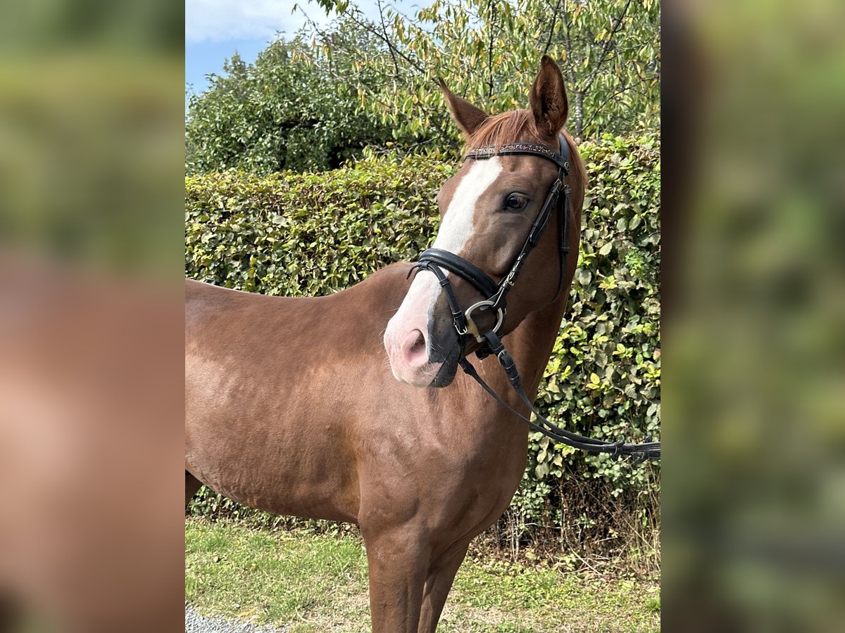 Deutsches Sportpferd Wallach 3 Jahre 164 cm Fuchs in Heinersreuth