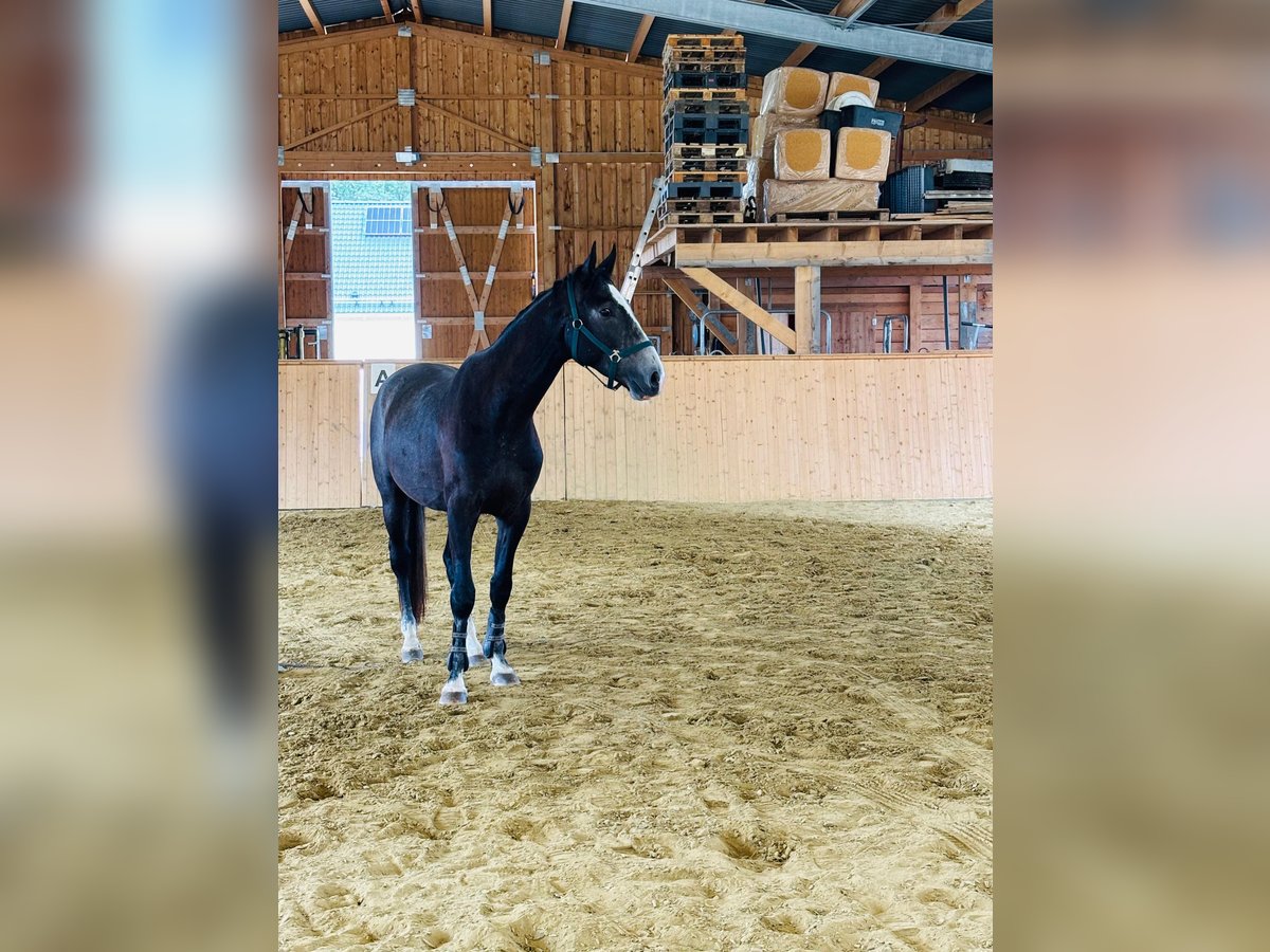 Deutsches Sportpferd Wallach 3 Jahre 165 cm Kann Schimmel werden in Heretsried