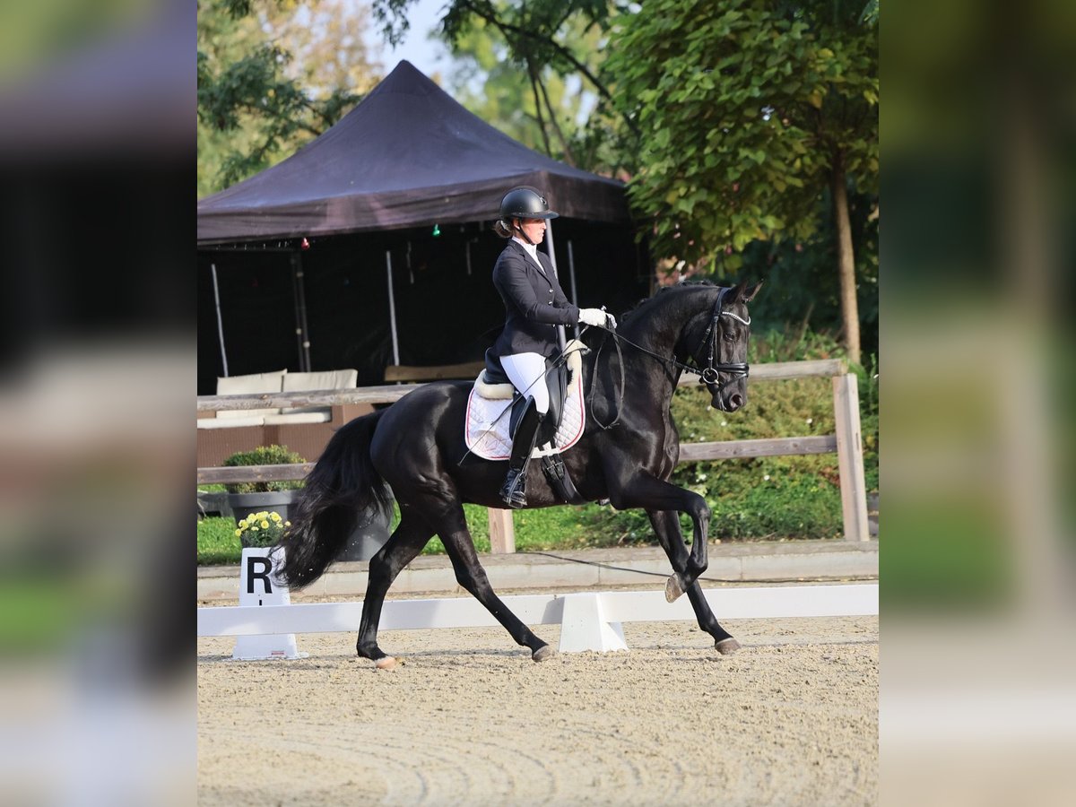 Deutsches Sportpferd Wallach 3 Jahre 165 cm Rappe in Ladeburg Deutsches Sportpferd Wallach 3 Jahre 165 cm Rappe in Ladeburg
