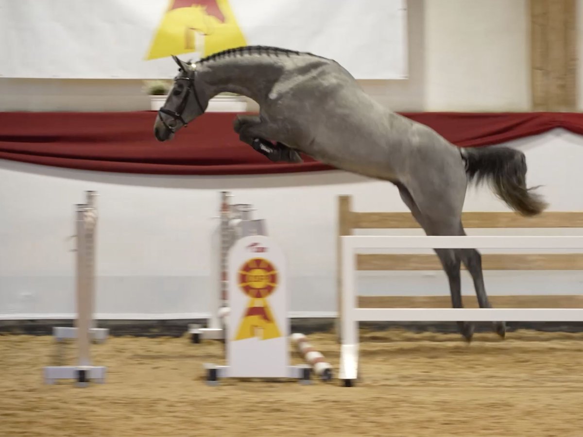 Deutsches Sportpferd Wallach 3 Jahre 165 cm Schimmel in Bad Füssing