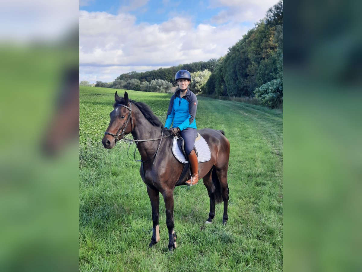 Deutsches Sportpferd Wallach 3 Jahre 165 cm Schwarzbrauner in Ilmtal-Weinstra&#xDF;e