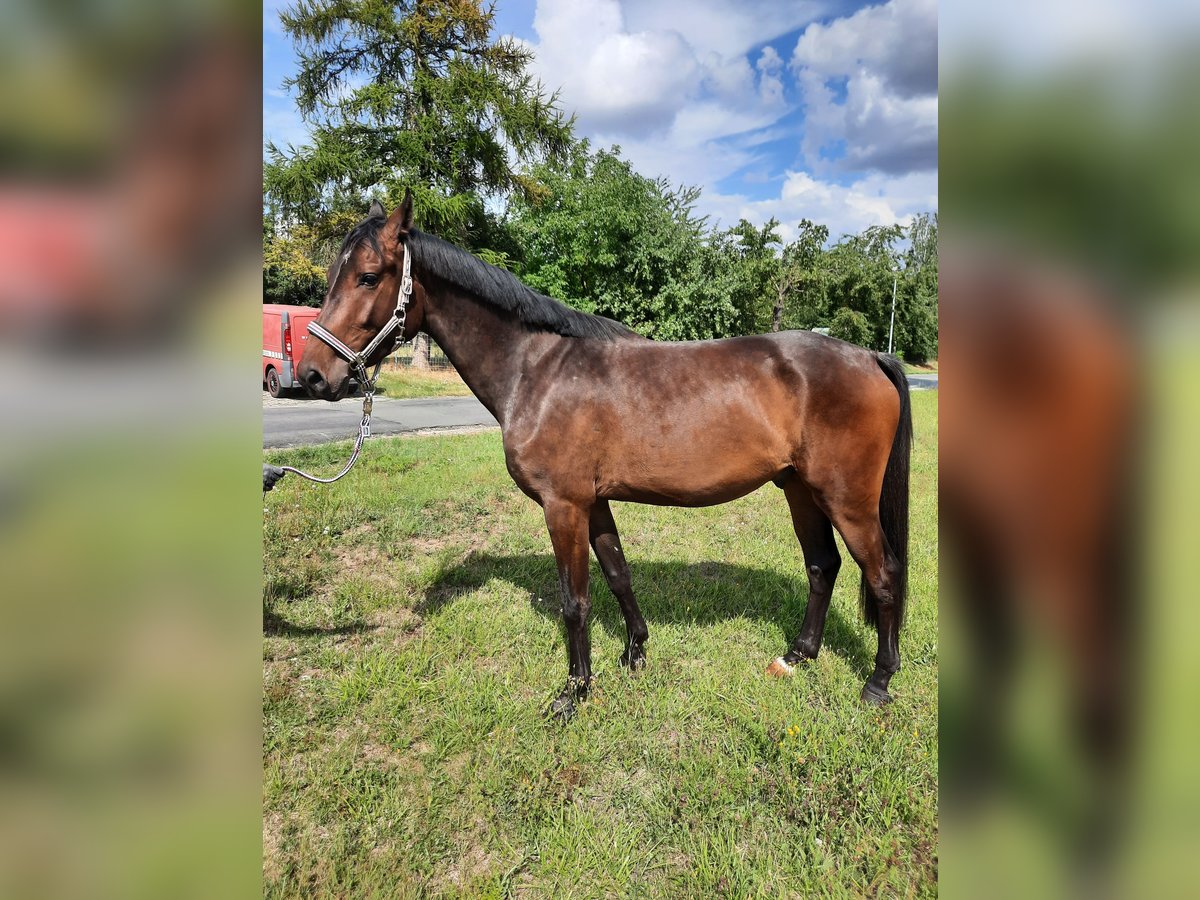 Deutsches Sportpferd Wallach 3 Jahre 165 cm Schwarzbrauner in Ilmtal-Weinstra&#xDF;e