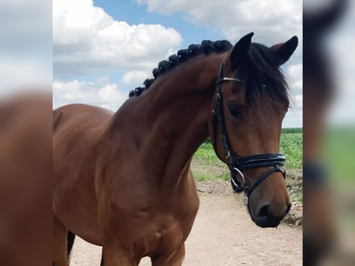 Deutsches Sportpferd Wallach 3 Jahre 166 cm Brauner in Rochau