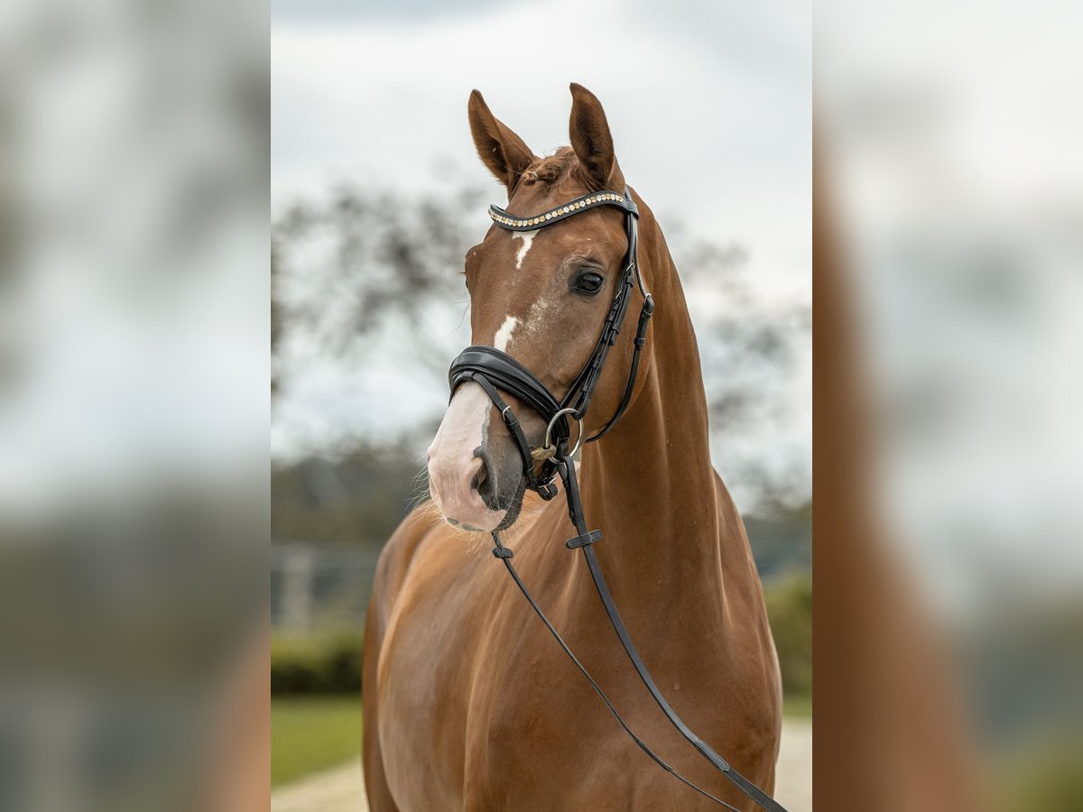 Deutsches Sportpferd Wallach 3 Jahre 166 cm Fuchs in Gomadingen