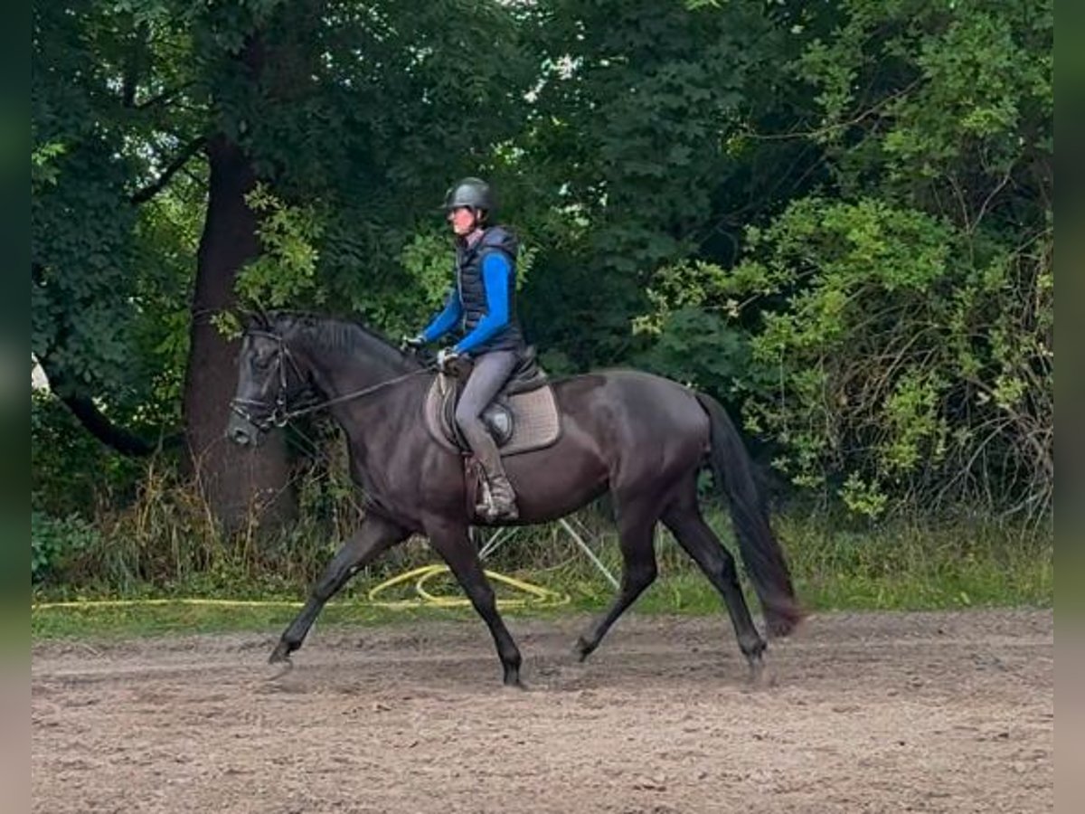 Deutsches Sportpferd Wallach 3 Jahre 166 cm Rappe in Nordhausen