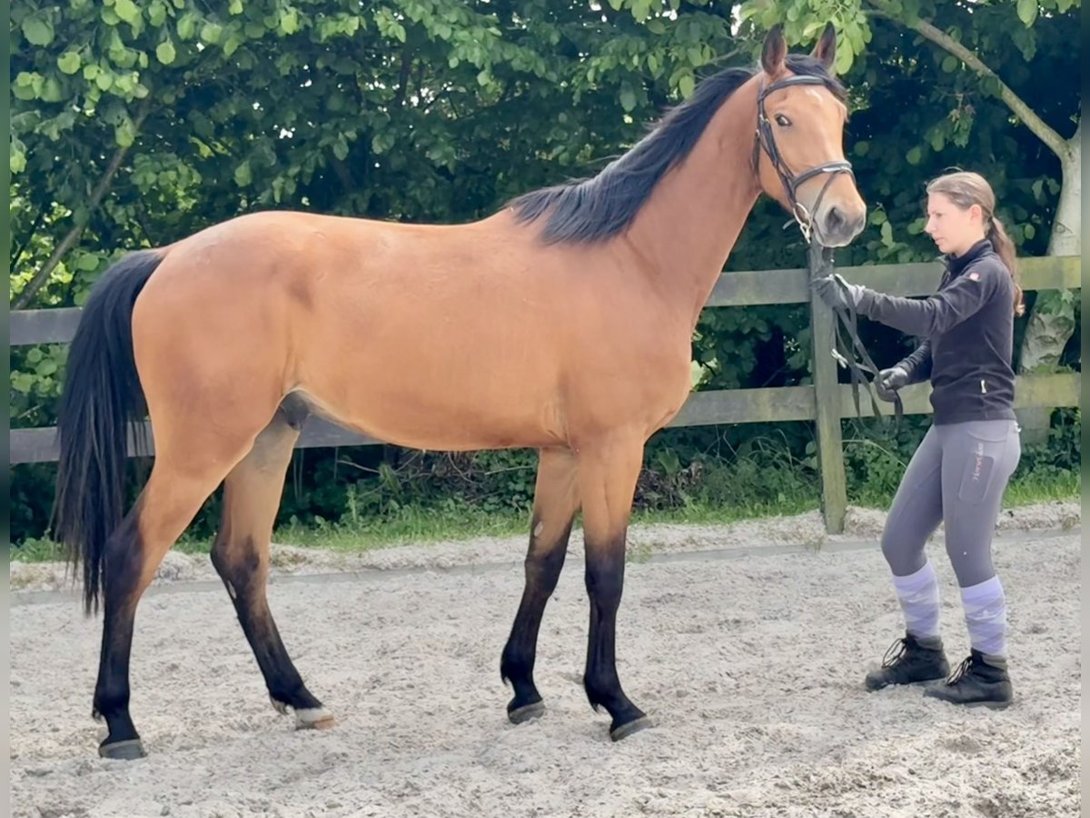 Deutsches Sportpferd Wallach 3 Jahre 167 cm Brauner in Bergisch Gladbach