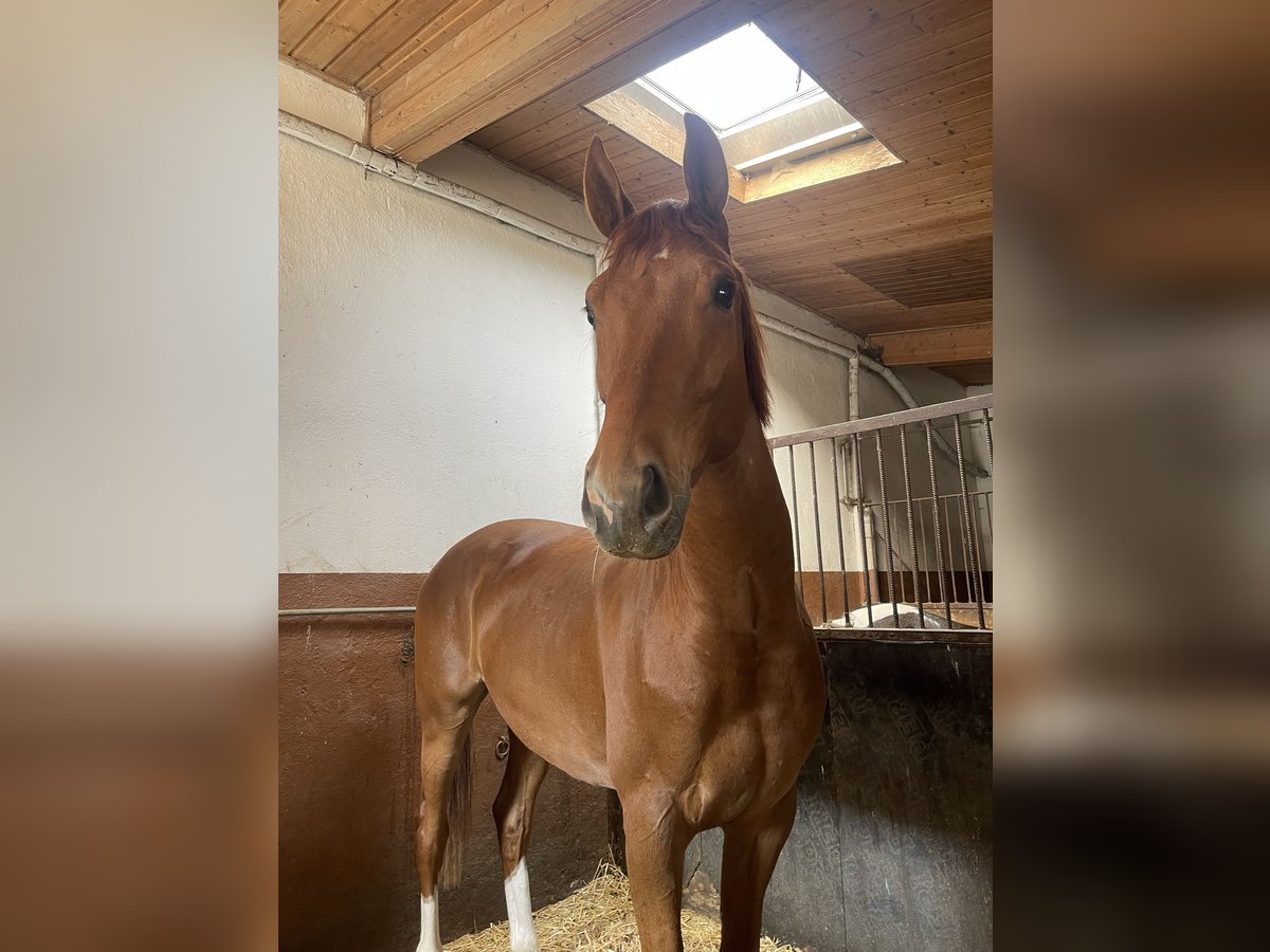 Deutsches Sportpferd Wallach 3 Jahre 167 cm Fuchs in Bremen