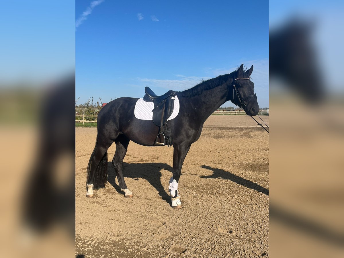 Deutsches Sportpferd Wallach 3 Jahre 167 cm Rappe in Altlandsberg