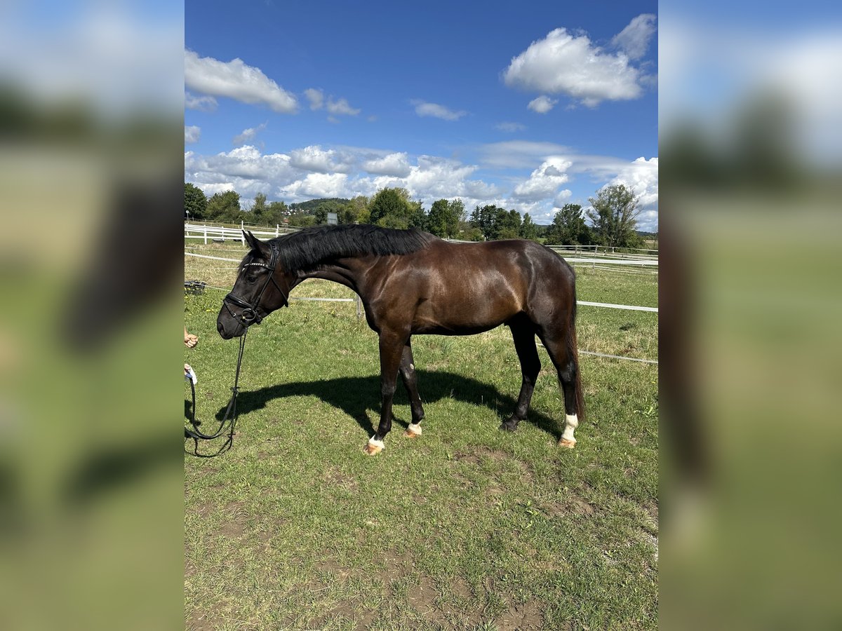 Deutsches Sportpferd Wallach 3 Jahre 167 cm Rappe in Thalm&#xE4;ssing