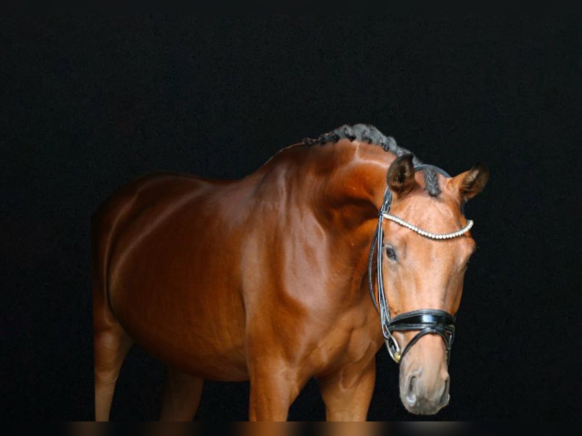 Deutsches Sportpferd Wallach 3 Jahre 168 cm Brauner in Recke, bei Osnabrück