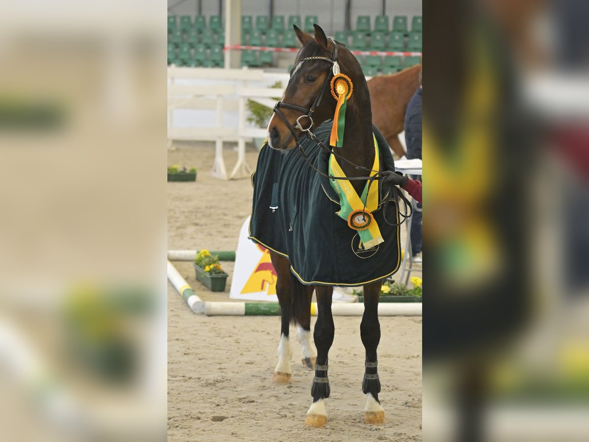 Deutsches Sportpferd Wallach 3 Jahre 168 cm Brauner in K&#xE4;shofen