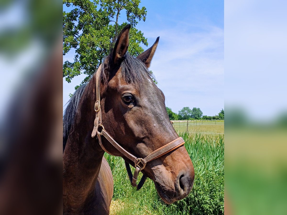 Deutsches Sportpferd Wallach 3 Jahre 168 cm Brauner in Worms