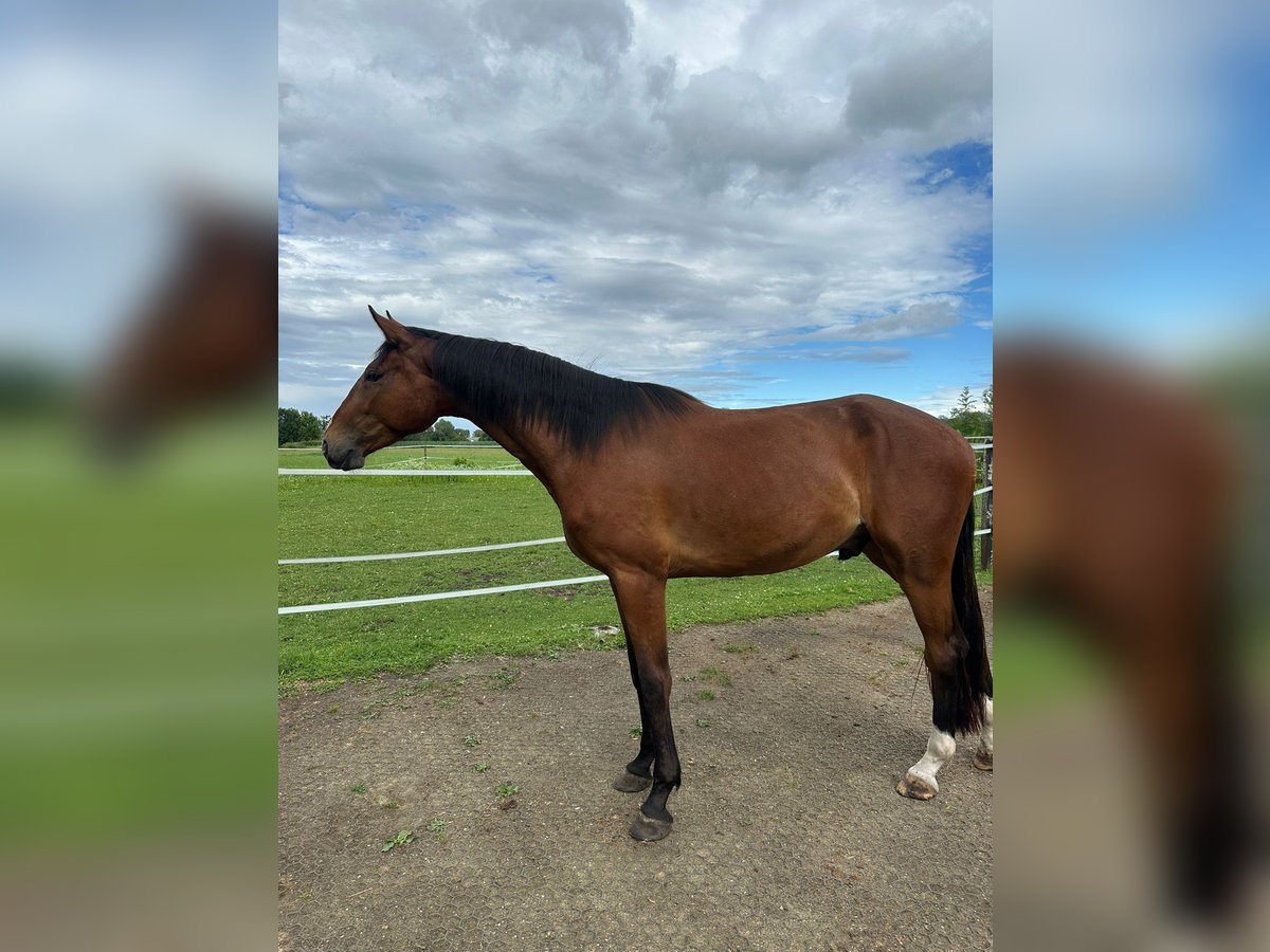 Deutsches Sportpferd Wallach 3 Jahre 169 cm Brauner in M&#xFC;nchen