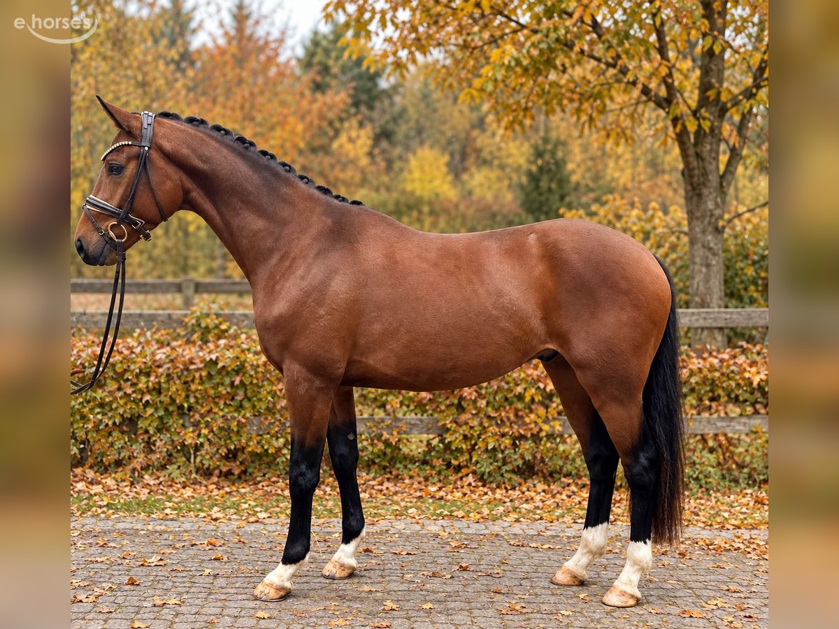 Deutsches Sportpferd, Wallach in Bielefeld