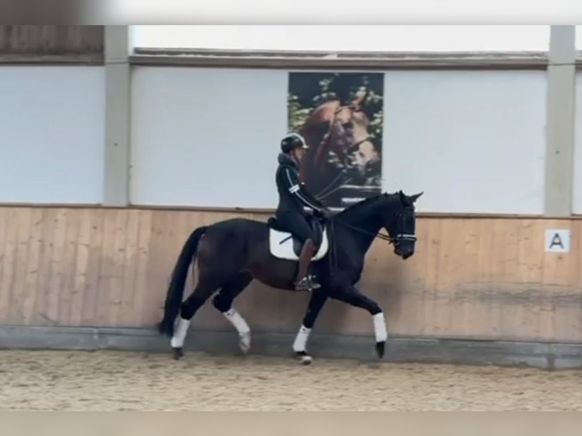 Deutsches Sportpferd Wallach 3 Jahre 170 cm Brauner in Rottenburg an der Laaber