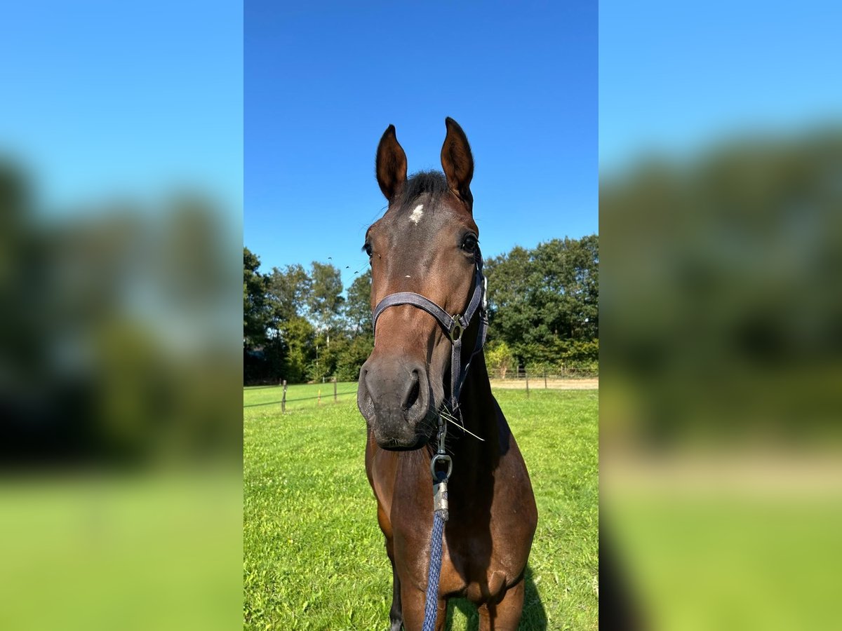 Deutsches Sportpferd Wallach 3 Jahre 170 cm Brauner in Nijverdal