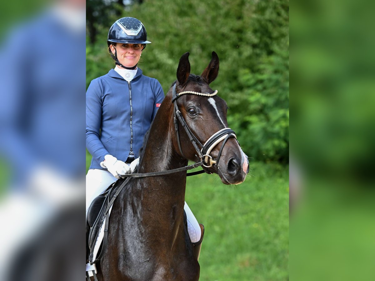 Deutsches Sportpferd Wallach 3 Jahre 170 cm Dunkelbrauner in Gomadingen
