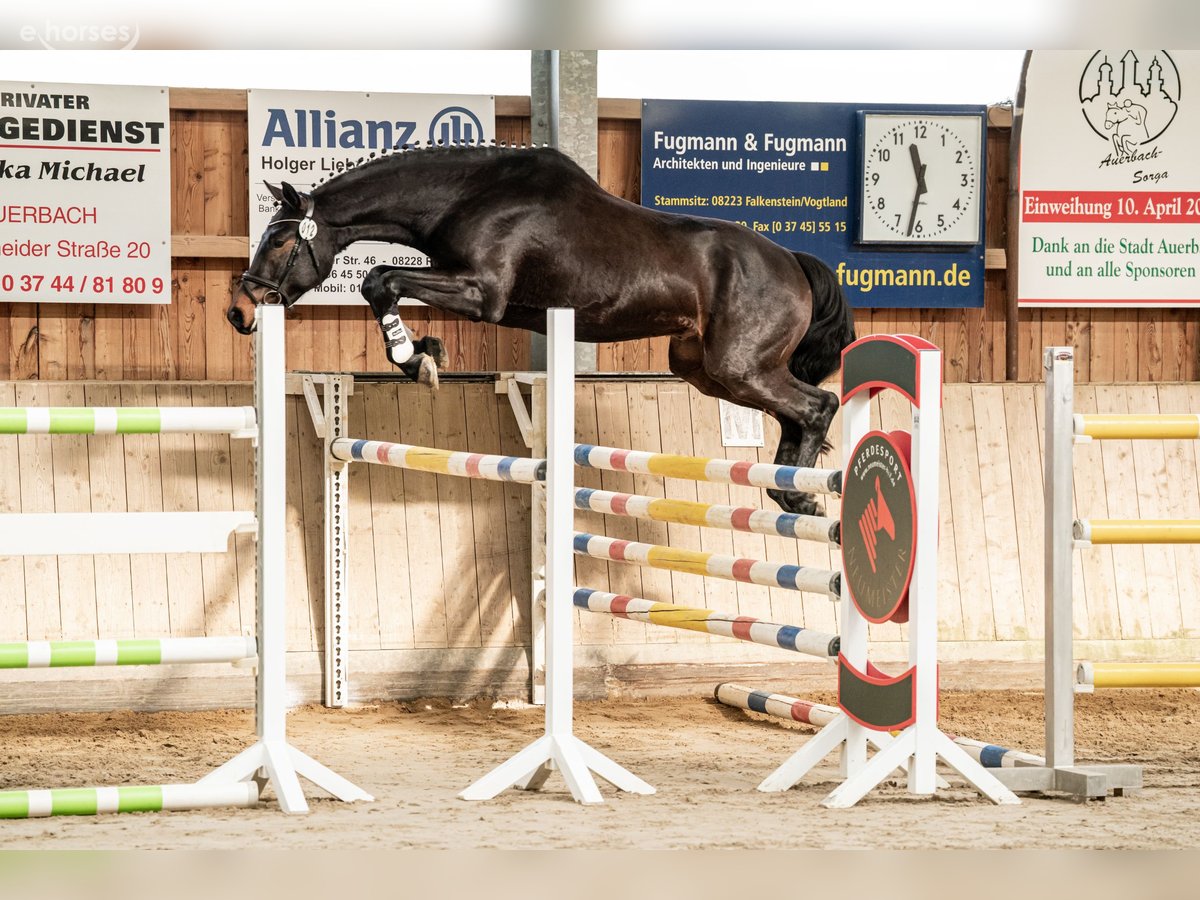 Deutsches Sportpferd, Wallach in Grünbach