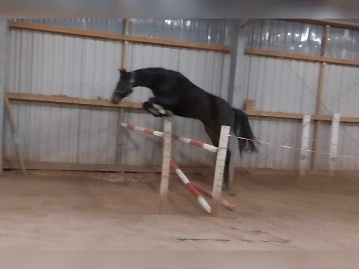 Deutsches Sportpferd Wallach 3 Jahre 170 cm Schwarzbrauner in Artern