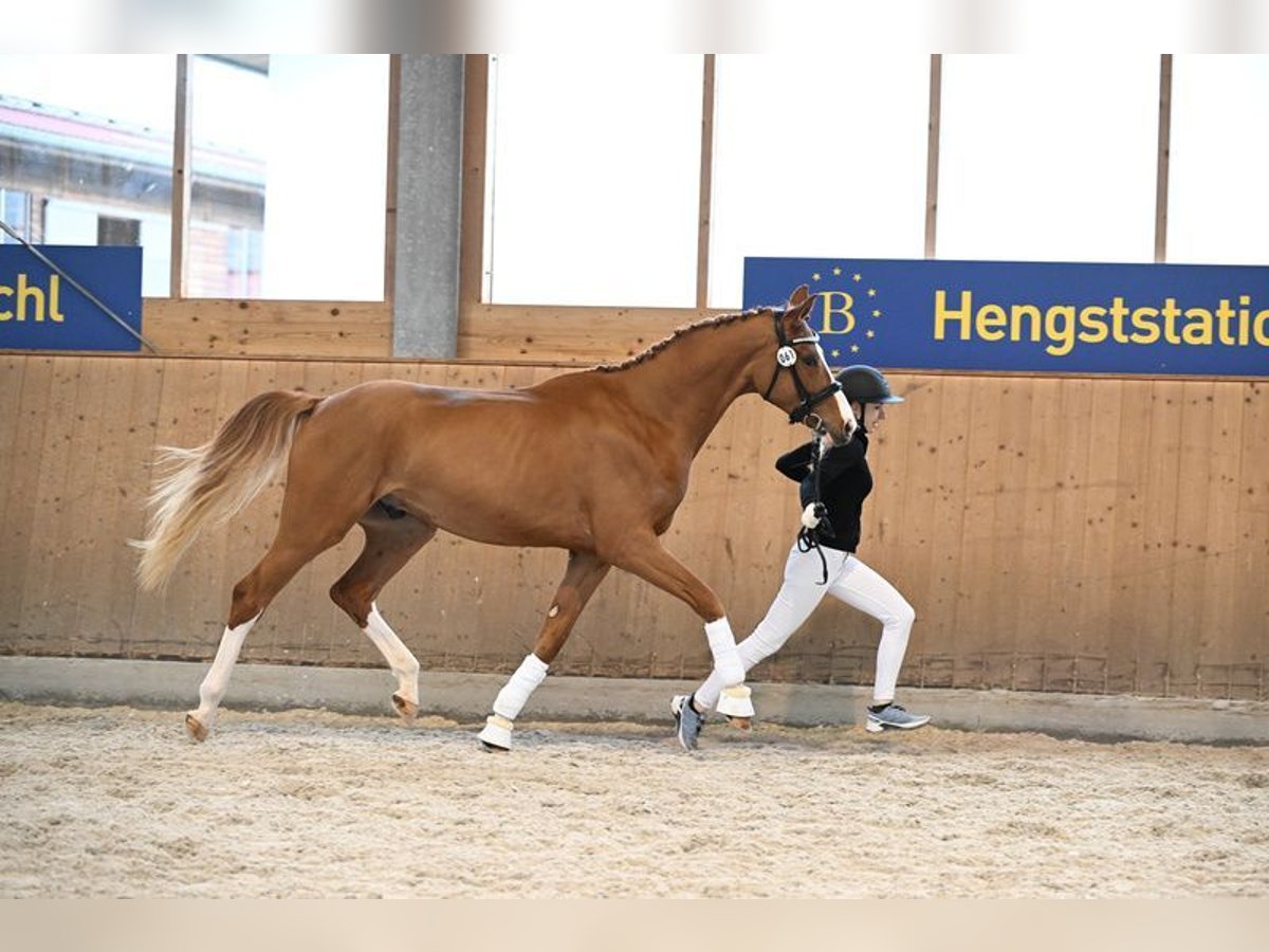 Deutsches Sportpferd Wallach 3 Jahre 171 cm Fuchs in Bad Griesbach I.rottal