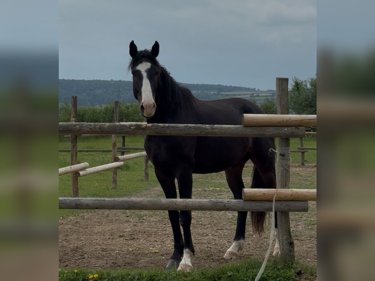Deutsches Sportpferd Wallach 3 Jahre 172 cm Brauner in Traismauer